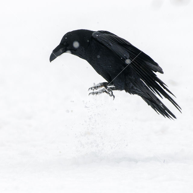 Raaf (Corvus corax)