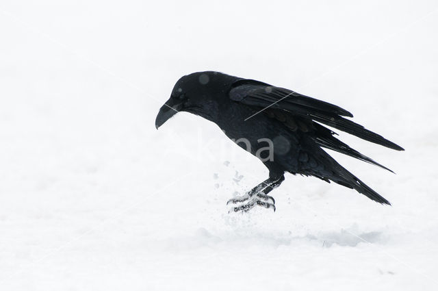 Raaf (Corvus corax)