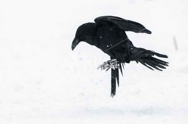 Raaf (Corvus corax)