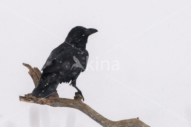 Raaf (Corvus corax)