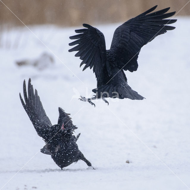 Raaf (Corvus corax)