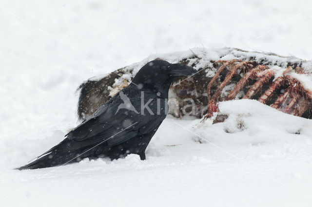 Raaf (Corvus corax)