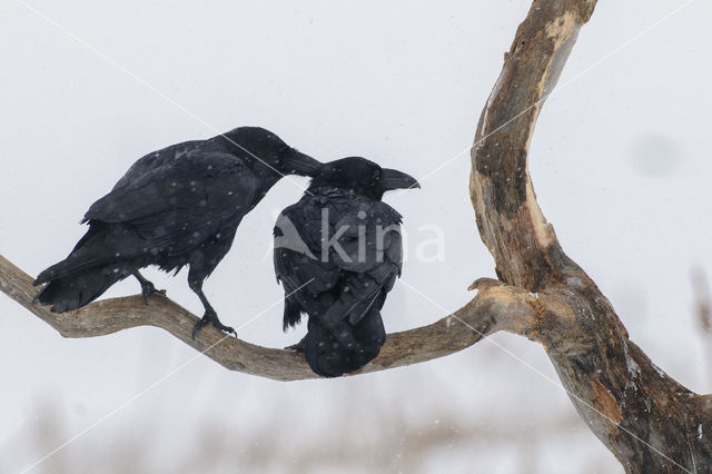 Raaf (Corvus corax)