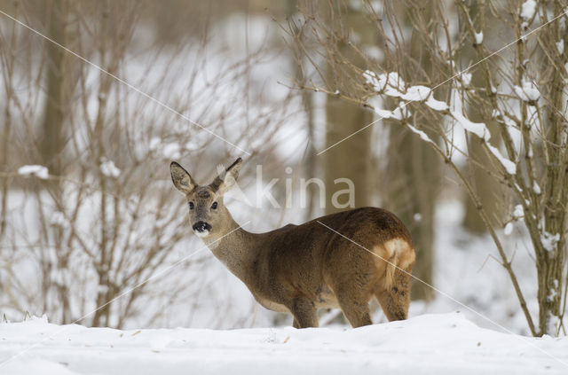 Ree (Capreolus capreolus)