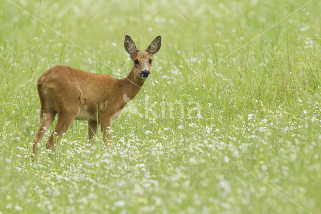 Roe Deer (Capreolus capreolus)