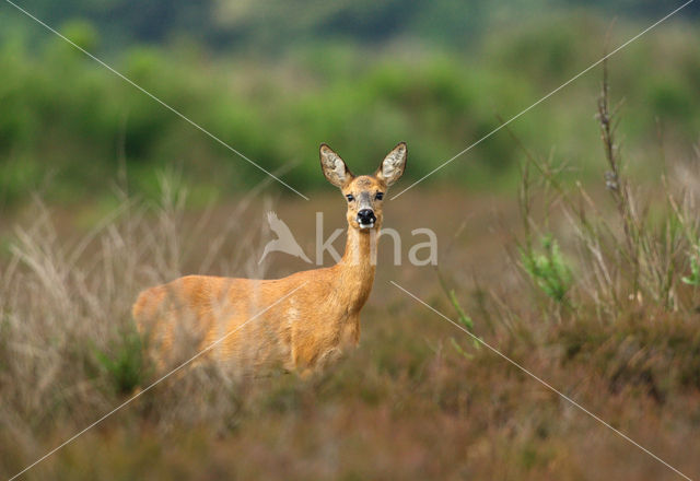 Roe Deer (Capreolus capreolus)