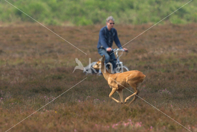 Roe Deer (Capreolus capreolus)