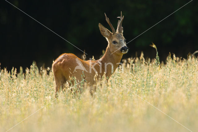 Roe Deer (Capreolus capreolus)