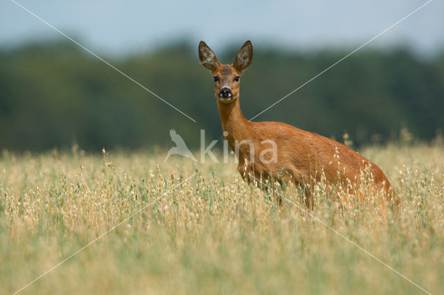 Ree (Capreolus capreolus)