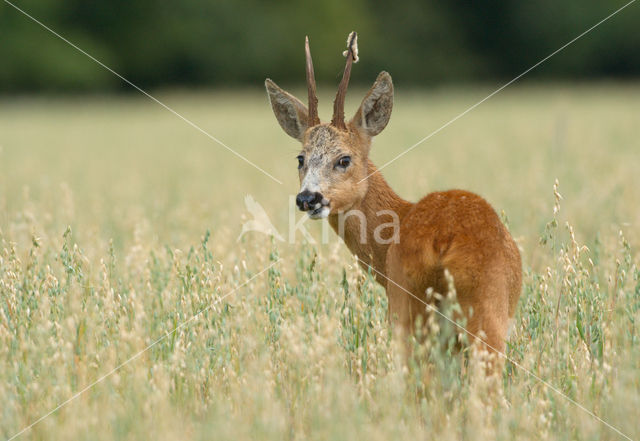 Roe Deer (Capreolus capreolus)