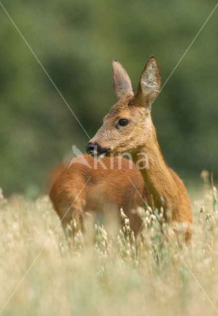 Roe Deer (Capreolus capreolus)