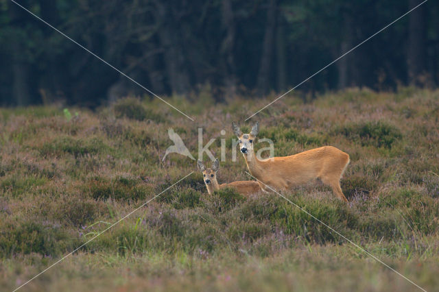 Roe Deer (Capreolus capreolus)