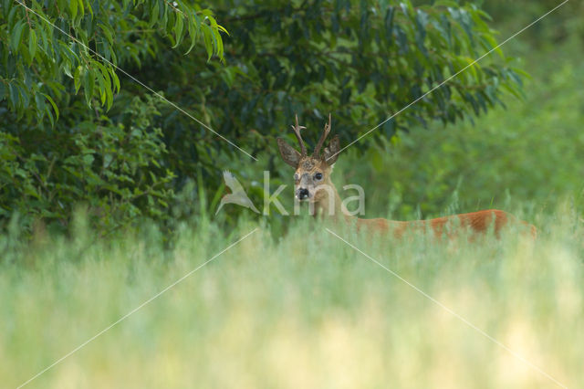 Roe Deer (Capreolus capreolus)