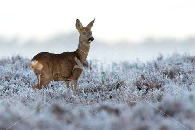 Roe Deer (Capreolus capreolus)