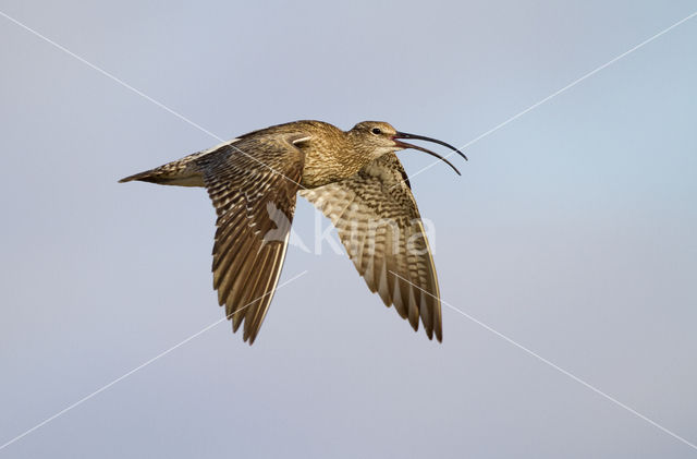 Whimbrel (Numenius phaeopus)