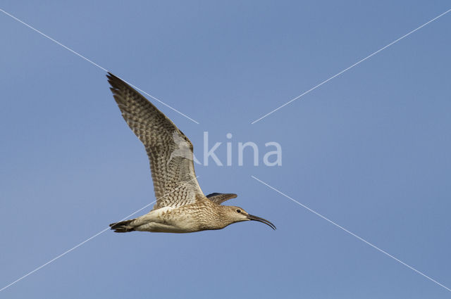 Whimbrel (Numenius phaeopus)