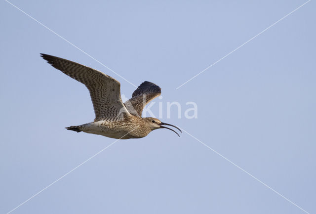 Whimbrel (Numenius phaeopus)