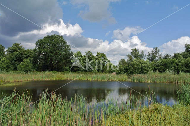 Common Reed (Phragmites australis)