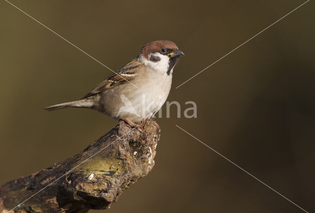 Ringmus (Passer montanus)