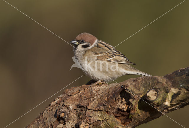 Eurasian Tree Sparrow (Passer montanus)