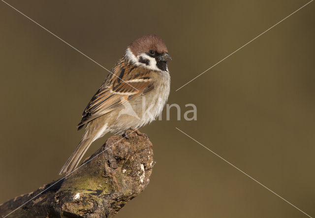 Eurasian Tree Sparrow (Passer montanus)