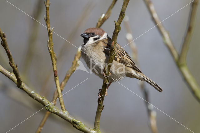 Ringmus (Passer montanus)