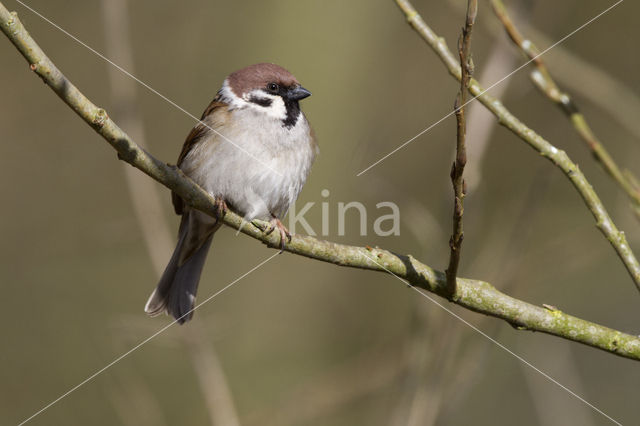 Ringmus (Passer montanus)