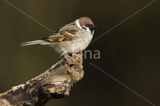 Eurasian Tree Sparrow (Passer montanus)