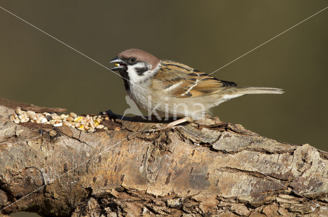 Eurasian Tree Sparrow (Passer montanus)