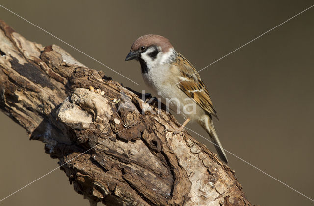 Eurasian Tree Sparrow (Passer montanus)