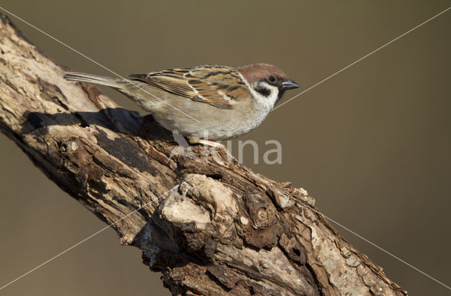 Eurasian Tree Sparrow (Passer montanus)