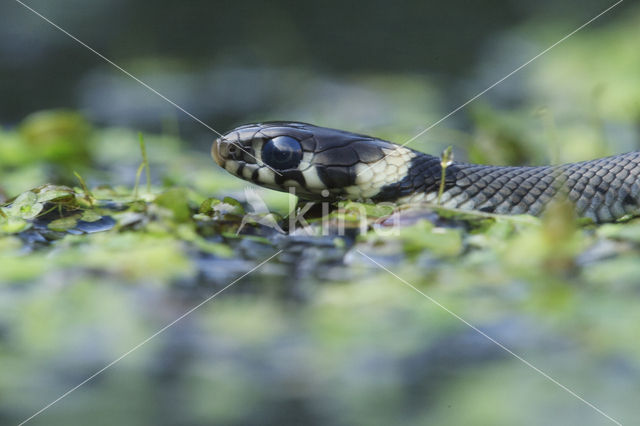 Grass Snake (Natrix natrix)