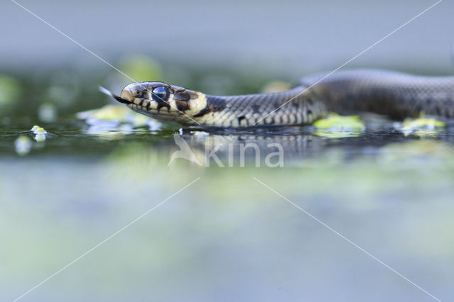 Grass Snake (Natrix natrix)