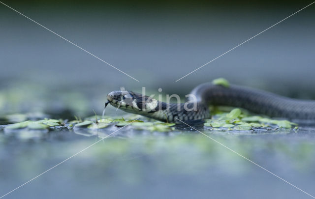 Grass Snake (Natrix natrix)