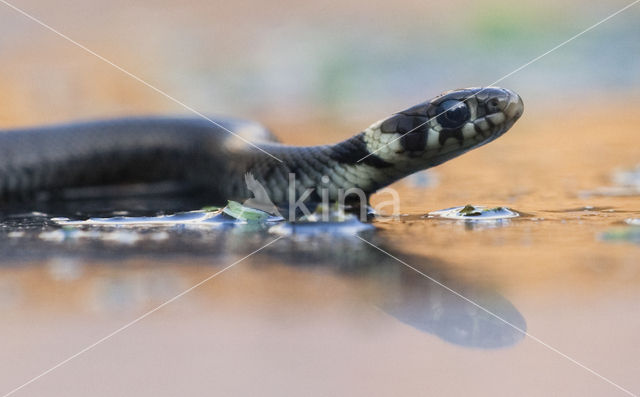 Grass Snake (Natrix natrix)