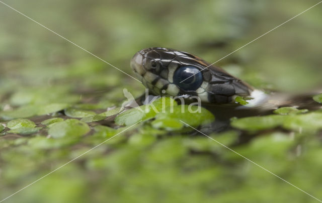 Grass Snake (Natrix natrix)