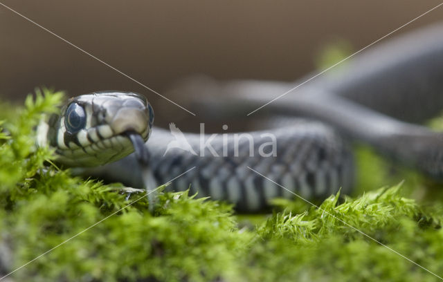 Grass Snake (Natrix natrix)