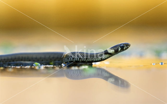 Grass Snake (Natrix natrix)