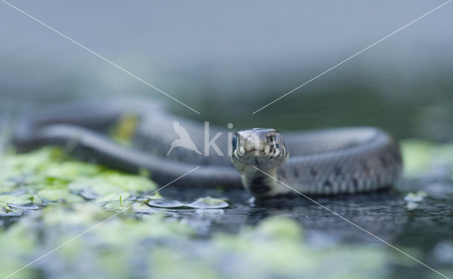 Grass Snake (Natrix natrix)