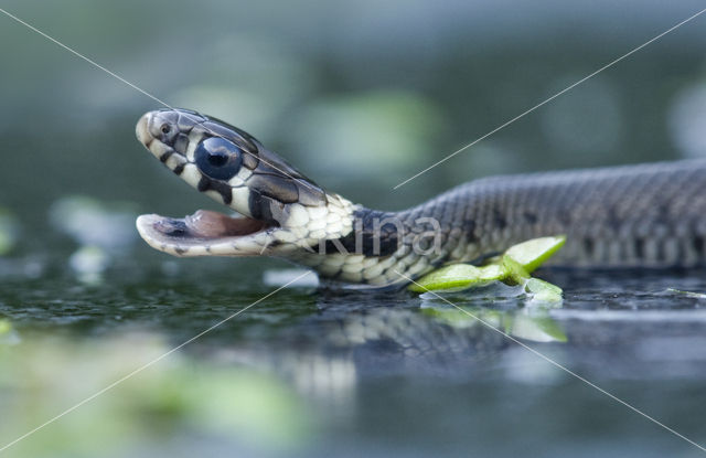 Grass Snake (Natrix natrix)