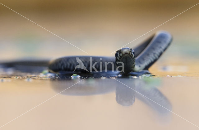 Grass Snake (Natrix natrix)