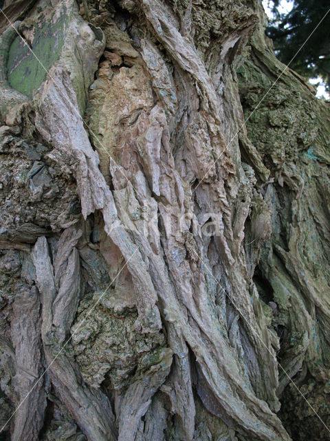 Locust Tree (Robinia pseudoacacia)