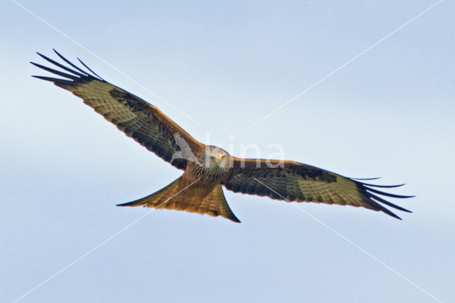 Red Kite (Milvus milvus)