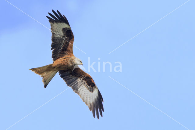 Red Kite (Milvus milvus)