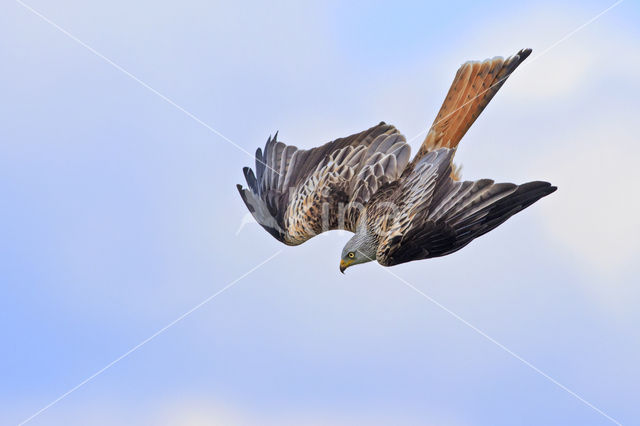 Red Kite (Milvus milvus)