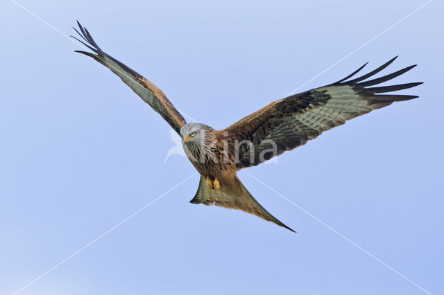 Red Kite (Milvus milvus)