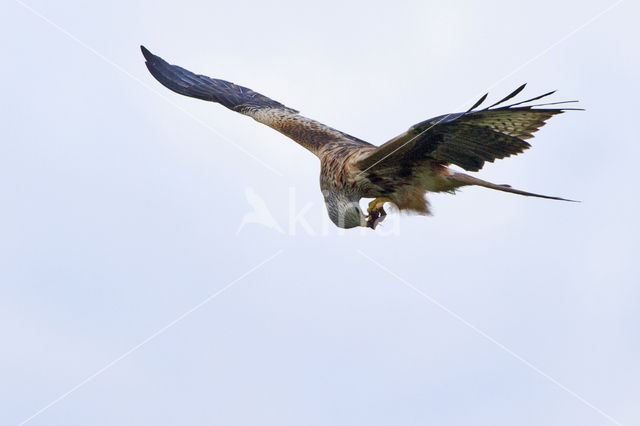 Red Kite (Milvus milvus)