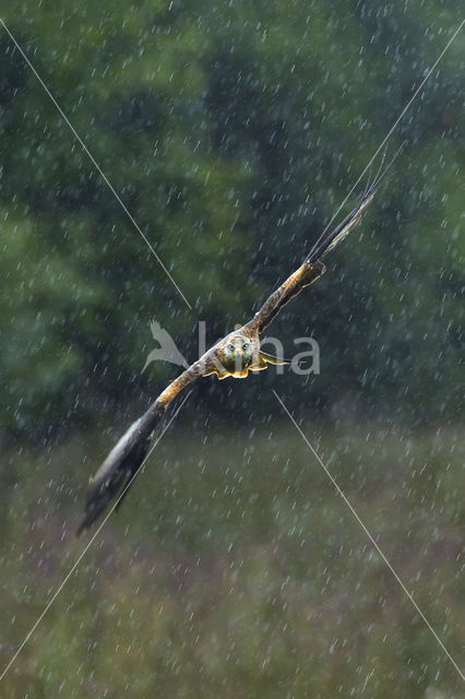 Red Kite (Milvus milvus)