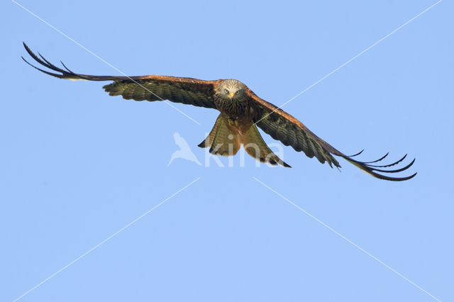 Red Kite (Milvus milvus)