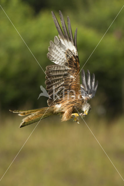 Red Kite (Milvus milvus)